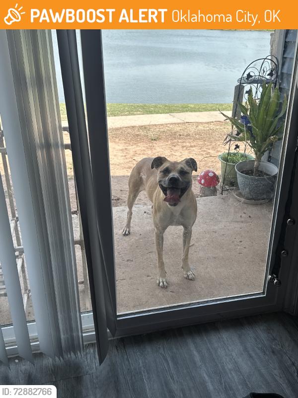 Found/Stray Female Dog last seen N Grove ave, Oklahoma City, OK 73122