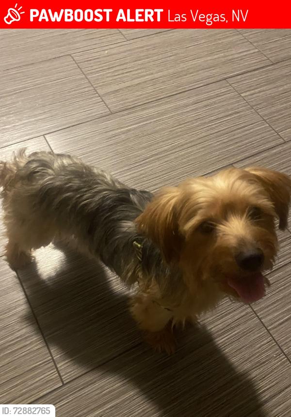 Lost Male Dog last seen Lake mead and pecos, Las Vegas, NV 89115