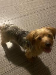 Lost Male Dog last seen Lake mead and pecos, Las Vegas, NV 89115