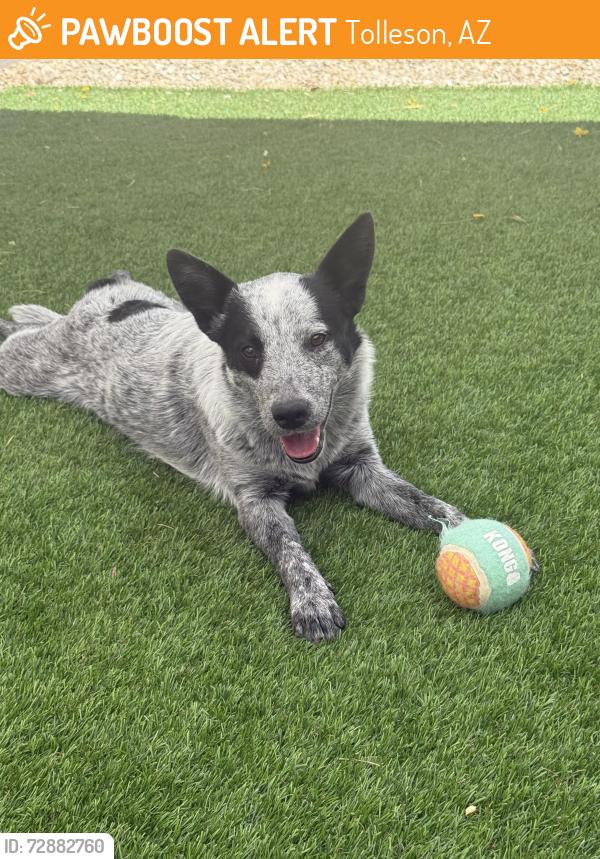 Found/Stray Female Dog last seen VLUX at Sunset Farms , Tolleson, AZ 85353