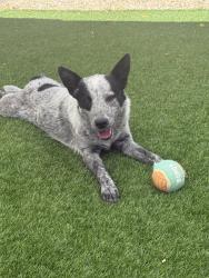 Found/Stray Female Dog last seen VLUX at Sunset Farms , Tolleson, AZ 85353