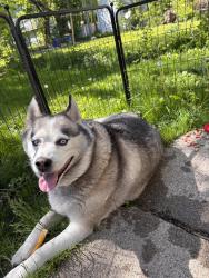 Found/Stray Male Dog last seen Leonard Nw and Davis Ave Nw, Grand Rapids, MI 49504