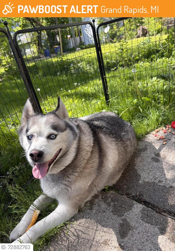 Found/Stray Male Dog last seen Leonard Nw and Davis Ave Nw, Grand Rapids, MI 49504