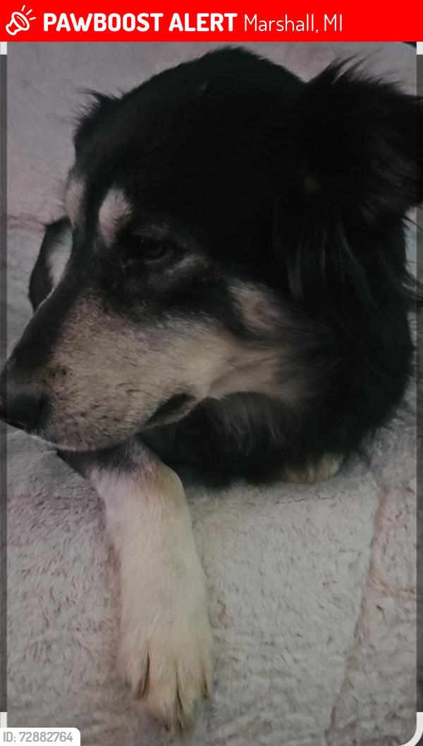 Lost Female Dog last seen Old 27 and B Dr south marshall Mi, Marshall, MI 49068