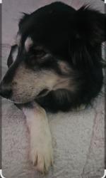 Lost Female Dog last seen Old 27 and B Dr south marshall Mi, Marshall, MI 49068