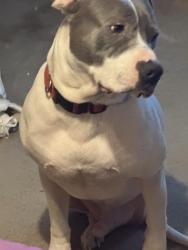 Lost Male Dog last seen West Inola , Inola, OK 74036