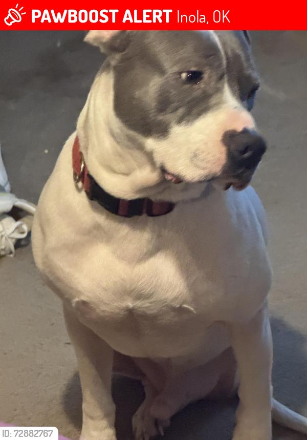 Lost Male Dog last seen West Inola , Inola, OK 74036