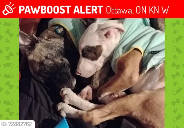 Lost Female Dog last seen Dalhousie , Ottawa, ON K1N 5W5
