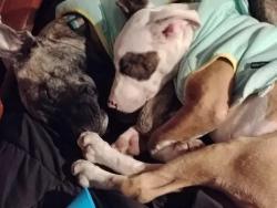 Lost Female Dog last seen Dalhousie , Ottawa, ON K1N 5W5