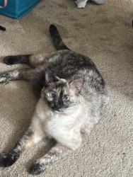 Reunited Female Cat last seen Universal city Blvd , Universal City, TX 78148