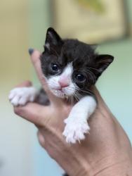 Shelter Stray Female Cat last seen Sacramento County, CA 95829, Sacramento, CA 95828