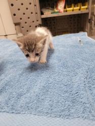 Shelter Stray Female Cat last seen Near Dismantle Ct, Rancho Cordova, CA, Sacramento, CA 95828