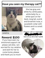 Lost Female Cat last seen Silver st,emerald dr,  in the neighborhood riverstone trail, Princeton, TX 75407