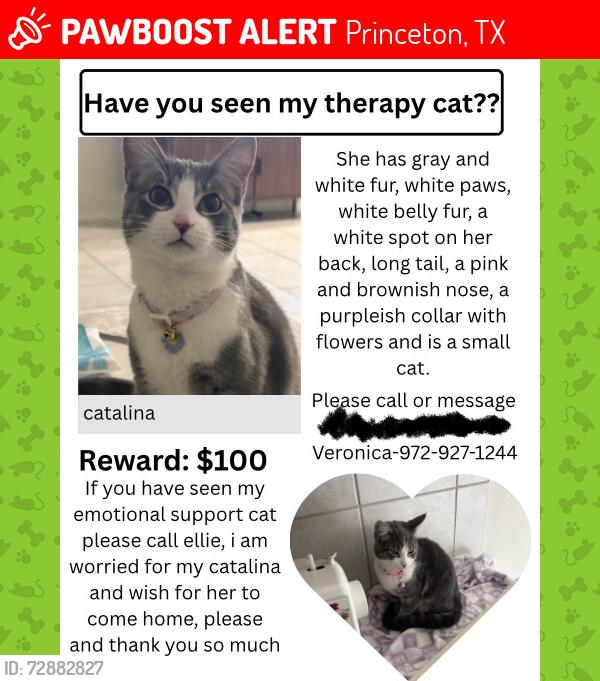 Lost Female Cat last seen Silver st,emerald dr,  in the neighborhood riverstone trail, Princeton, TX 75407
