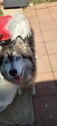 Found/Stray Male Dog last seen Golden hill market , San Diego, CA 92102