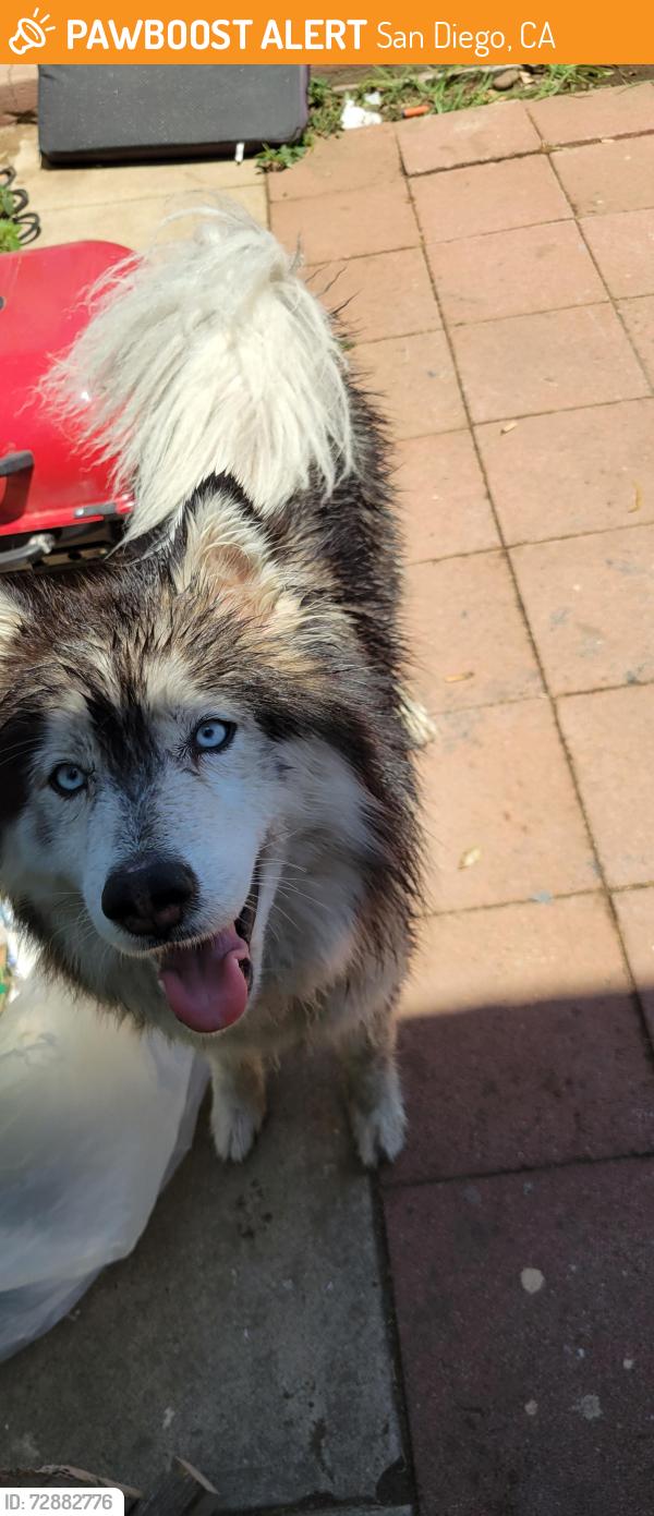 Found/Stray Male Dog last seen Golden hill market , San Diego, CA 92102