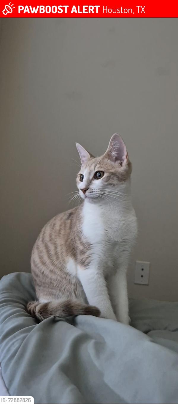 Lost Male Cat last seen West Rd, Houston, TX 77064