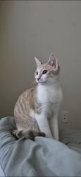 Lost Male Cat last seen West Rd, Houston, TX 77064