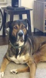 Lost Male Dog last seen Zarzamora & Guadalupe, San Antonio, TX 78207