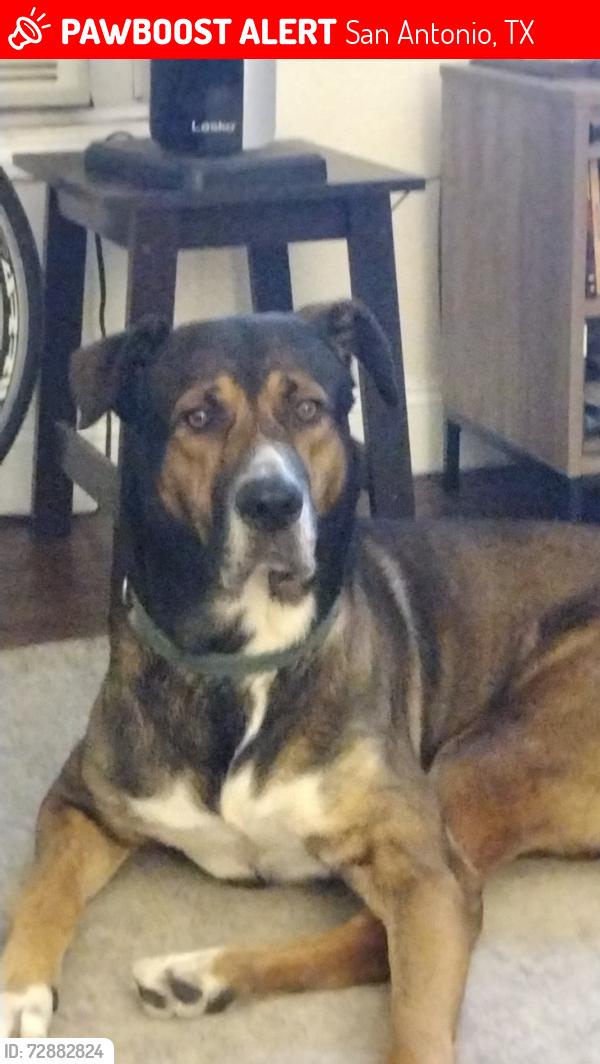 Lost Male Dog last seen Zarzamora & Guadalupe, San Antonio, TX 78207