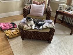 Lost Male Cat last seen Ash and Wellington , Winnipeg, MB R3N 0P5