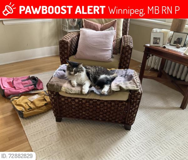 Lost Male Cat last seen Ash and Wellington , Winnipeg, MB R3N 0P5
