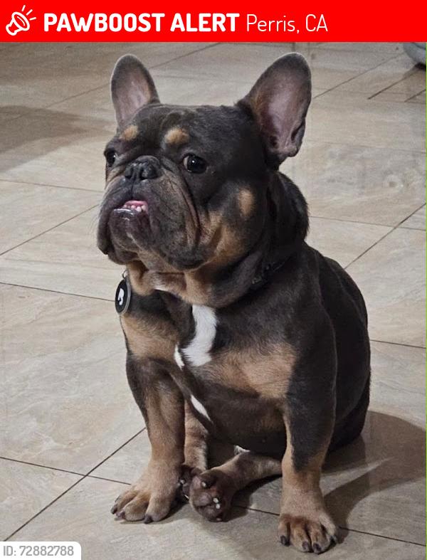 Lost Male Dog last seen Ocean Ave. Mako Ln. , Perris, CA 92571