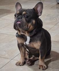 Lost Male Dog last seen Ocean Ave. Mako Ln. , Perris, CA 92571