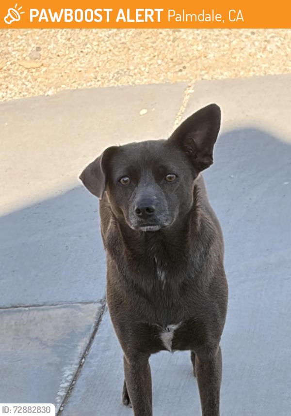 Found/Stray Female Dog last seen 6th st east Palmdale blvd, Palmdale, CA 93550
