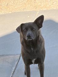 Found/Stray Female Dog last seen 6th st east Palmdale blvd, Palmdale, CA 93550