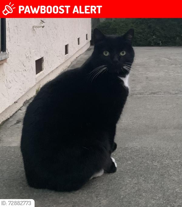 Lost Unknown Cat last seen Shannon Dr and Gellert Blvd, South San Francisco, CA 94080