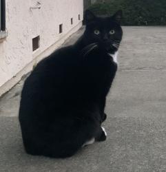 Lost Unknown Cat last seen Shannon Dr and Gellert Blvd, South San Francisco, CA 94080
