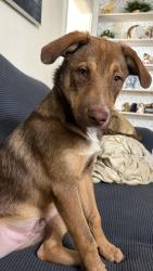 Lost Male Dog last seen Dotsy ave , Odessa, TX 79760