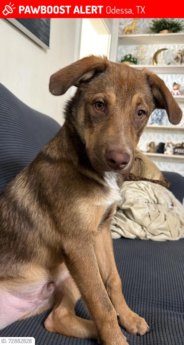 Lost Male Dog last seen Dotsy ave , Odessa, TX 79760