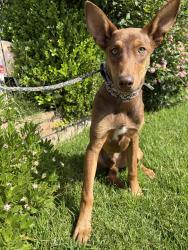 Found/Stray Male Dog last seen Highland Ave and Arden Ave , San Bernardino, CA 92401