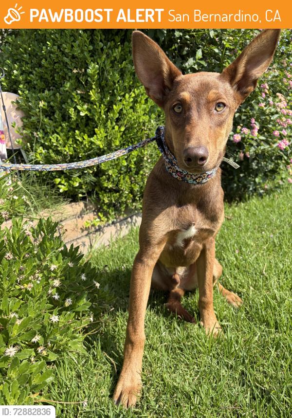 Found/Stray Male Dog last seen Highland Ave and Arden Ave , San Bernardino, CA 92401