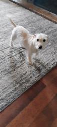 Found/Stray Male Dog last seen 44th st Richmond ca 94805, Richmond, VA 23219