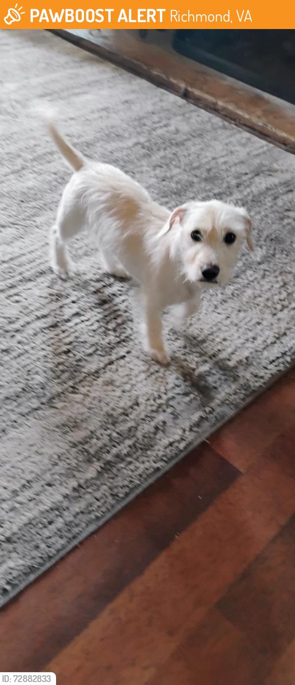 Found/Stray Male Dog last seen 44th st Richmond ca 94805, Richmond, VA 23219