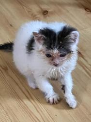 Shelter Stray Male Cat last seen Near Donzee Street, San Diego, CA, 92123, San Diego, CA 92110