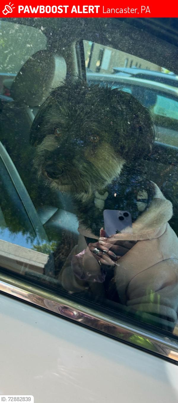 Lost Male Dog last seen Between the Boulevard bar and Avenue J, Lancaster, PA 17604