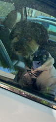 Lost Male Dog last seen Between the Boulevard bar and Avenue J, Lancaster, PA 17604