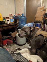 Lost Male Dog last seen He was on the road by the junkyard last I seen him on 104 he has mole on his face whit belly white feet like a son to me, McDermott, OH 45652