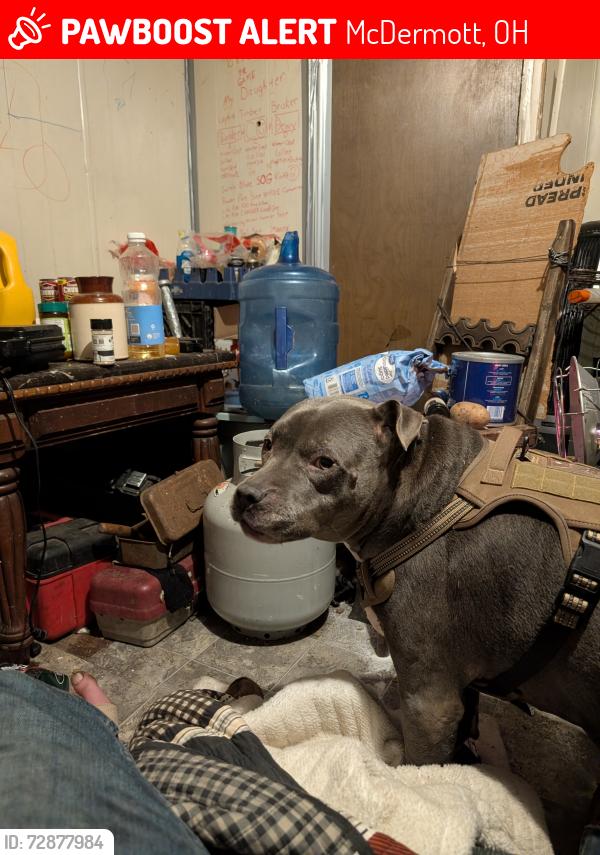 Lost Male Dog last seen He was on the road by the junkyard last I seen him on 104 he has mole on his face whit belly white feet like a son to me, McDermott, OH 45652