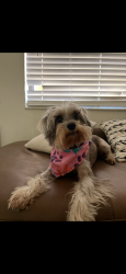 Lost Female Dog last seen Near St, Westchester, FL 33165
