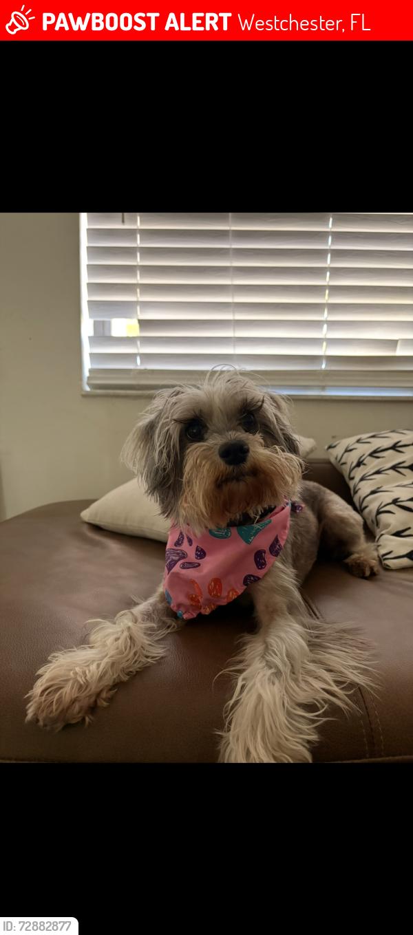 Lost Female Dog last seen Near St, Westchester, FL 33165