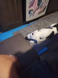 Lost Female Dog last seen Pavo real park, El Paso, TX 79907