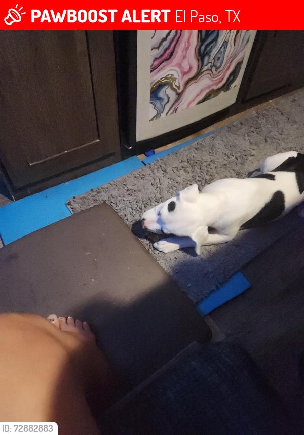 Lost Female Dog last seen Pavo real park, El Paso, TX 79907