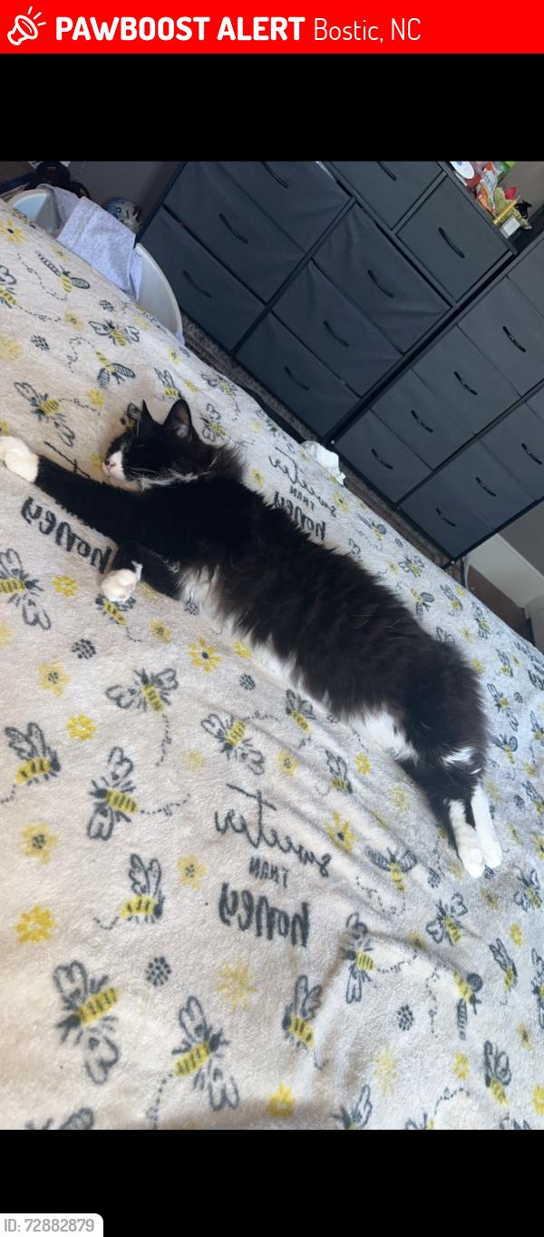 Lost Male Cat last seen Rivera Dr, Bostic, NC 28018