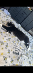 Lost Male Cat last seen Rivera Dr, Bostic, NC 28018