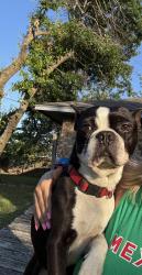 Found/Stray Male Dog last seen Westmorland, Dallas, TX 75236
